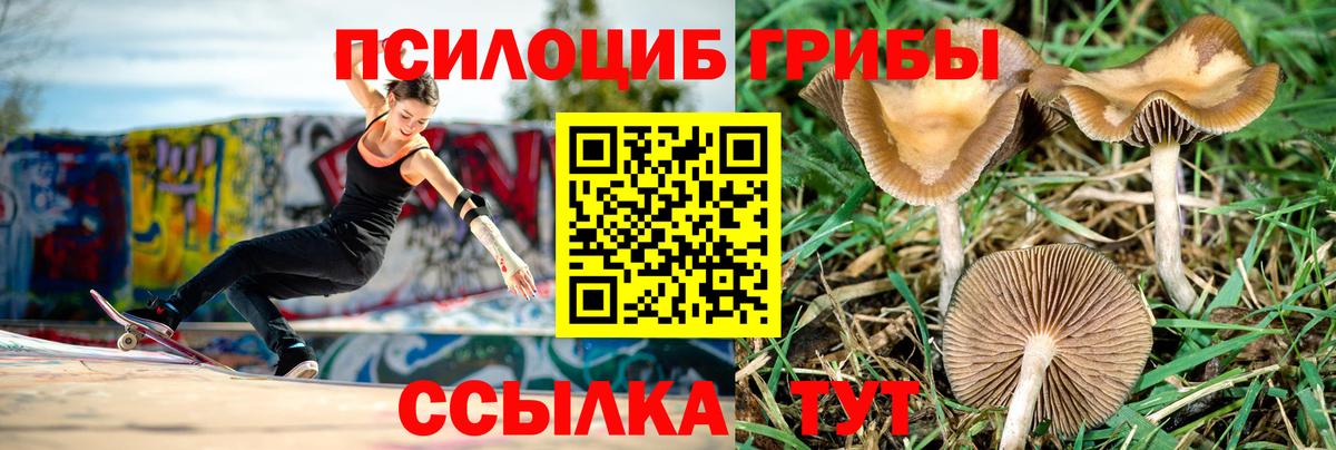 Псилоцибиновые грибы GOLDEN TEACHER  Нерюнгри  где можно купить наркотик  Псилоцибиновые грибы Cubensis 